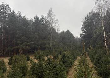 Sprzedam świerk pospolity