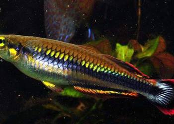 Bedocja madagaskarska - Aterynka - Bedotia geayi - WYSYŁKA