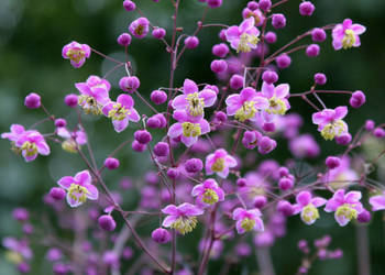 RUTEWKA Lavender Mist - sadzonki w doniczkach