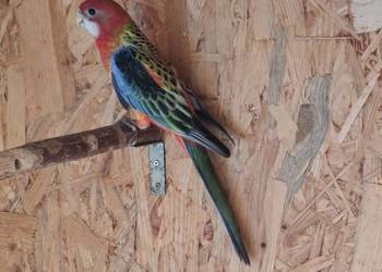 Rozella białolica samiec