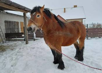 Ogier zimnokrwisty typu sokólski