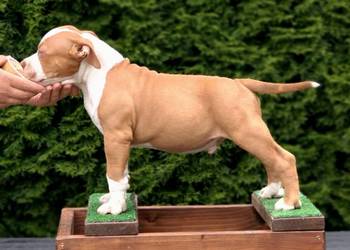 American Bully ABKC