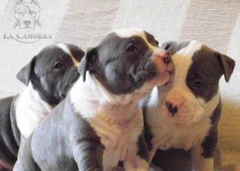 American Staffordshire Terrier