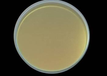 Optical Lens 37x1,6 mm 211LCG0045 - ZAMIENNIK