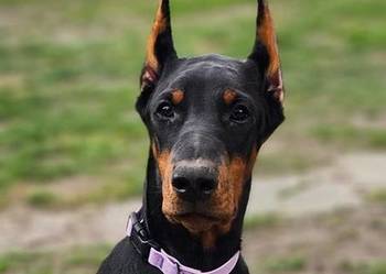 Szczeniak Doberman śliczny po Chempionach!