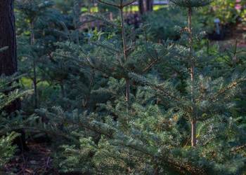 Jodła koreańska (Abies koreana) wys. 20-30 cm, donica 1 l