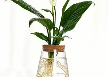 Doniczka hydroponiczna szklana z korkiem 9,5 cm