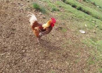 Kogut koguty młode 2025