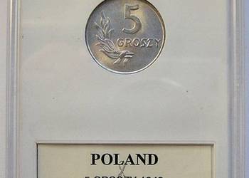 Polska. 5 gr 1949 r, b.z. Stan I UNC - MS 65 w slabie GCN. Przepiękne 5 gr.