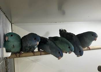 Stokówki prążkowane katarzynki samice