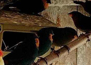 Papuziki czerwonolice.