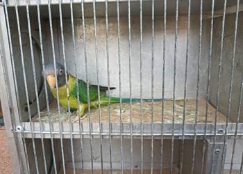 Aleksandretta Śliwogłowa Samica