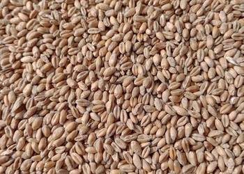 Pszenica i Pszenżyto ozime 2025