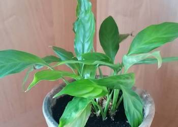 Skrzydłokwiat roślina oczyszczająca powietrze.Kwiat domowy.