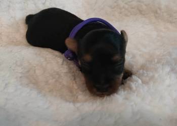 Szczenięta Yorkshire terrier do rezerwacji