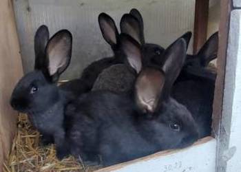 Sprzedam króliki mlode 8 tygodniowe