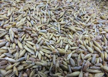 Mieszanka zbóż owies przenica jeczmien