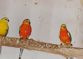 Świergotki różne kolory