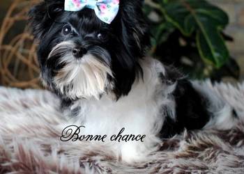 Yorkshire terrier biewer laleczka
