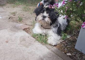 Piesek Shih Tzu Suczka