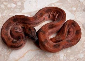 Boa cesarski hypo Leopard