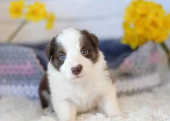 Border Collie szczenieta