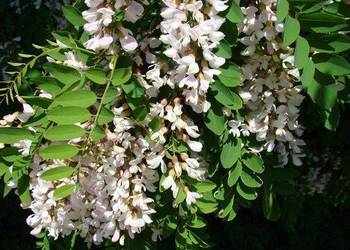 Robinia akacjowa (Robinia pseudoacacia) obwód 8-10 cm, z gruntu