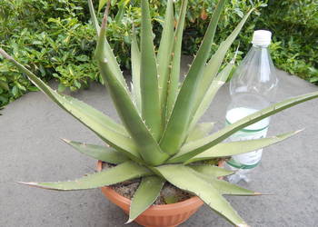 Odhodowana agawa z Gwatemali - agave purpusorum -  ponad 10 letnia