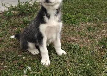 Husky śliczne psiaki z rodowodem