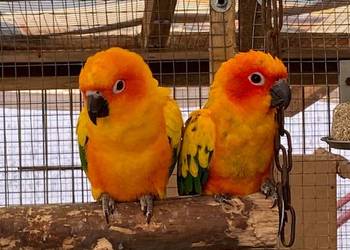 Sprzedam konury słoneczne