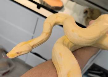 Boa