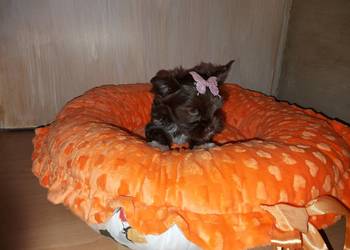 York Yorkshire Terrier Chocolate Suczka