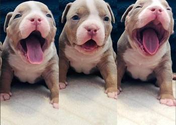 American bully ABKC