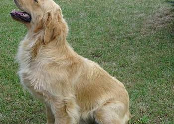 Golden retriever 15 miesięczny