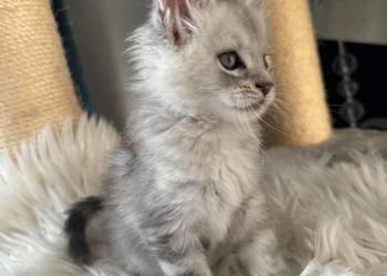 Kocurek Armani Maine Coon