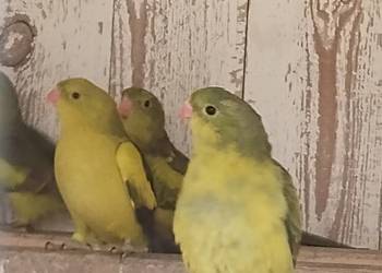 Sprzedam Papugi górskie