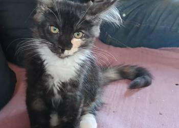 Kotka jedną szylkretka druga ruda Maine coon z rodowodem