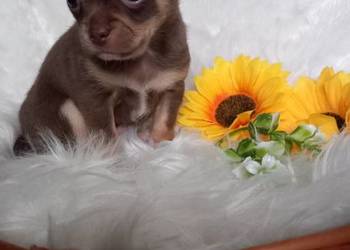 Chihuahua krótkowłosy czekoladowy