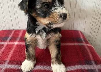 Do Rezerwacji Piorun Yorkshire Terrier Biewer