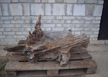 Korzeń ozdobny do ogrodu