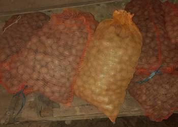 Sprzedam ziemniaki jadalne sadzeniaki paszowe