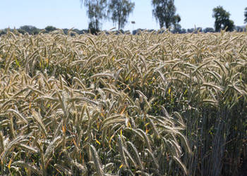 Żyto hybrydowe KWS Serafino pierwszy zbiór po centrali Żyto hybrydowe KWS Serafino pierwszy zbiór po centrali