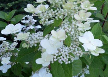 HORTENSJA BUKIETOWA DHARUMA - sadzonki w doniczkach