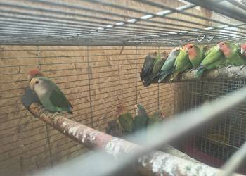 Papugi nierozłączki