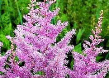 Tawułka Amethyst Astilbe