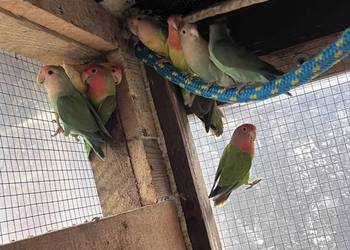 Sprzedam różne papugi