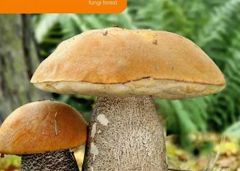 Grzybnia KOŹLARZ POMARAŃCZOWOŻÓŁTY 10 g MYCELIUM