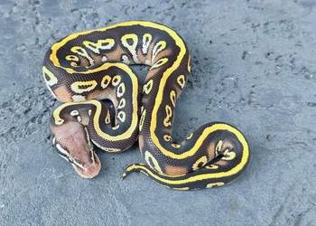 Pyton Królewski, samiec- Black Head Mojave Pastel poss Spotnose het Clown