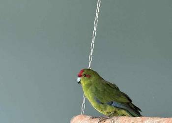 Samczyk modrolotki oswojony