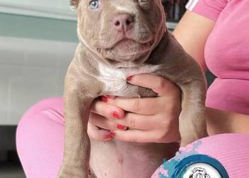 suczka AMERICAN BULLY ABKC